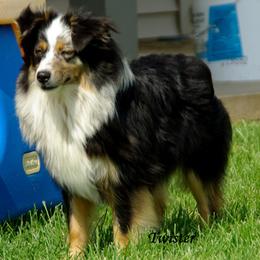 Miniature American Shepherds from Irresistible Angels