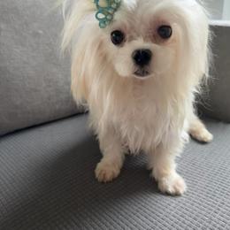 Remy - White male Maltese puppy in Deerfield, Florida from Happy Petit Paws
