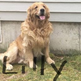 Golden Retriever All Grown Up from Nelsons Goldens