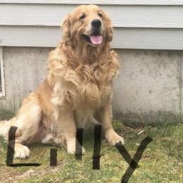 Golden Retriever All Grown Up from Nelsons Goldens