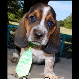 Henry- Brown - Black brown and white male Basset Hound puppy in Jacksboro, Texas from Basset Hounds of Jacksboro, Tx