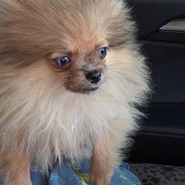 Shakira - Black and brindle female Pomeranian puppy in Santa Ana, California from Legacy Pomeranian of Orange County