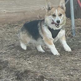 Pembroke Welsh Corgi puppies from Bailey Nannini