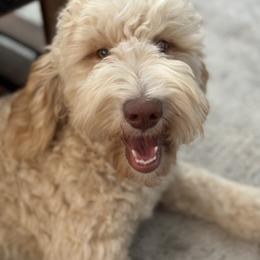 Goldendoodle All Grown Up from Goldendoodle AZ