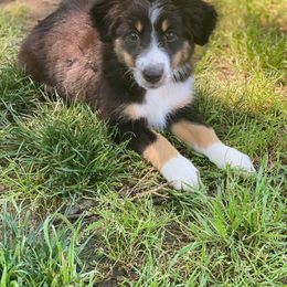 Australian Shepherd, Miniature Australian Shepherd, and Toy Australian Shepherd Puppies from Brushy Creek Aussies & Mini Aussies