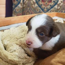 Reba - Red tri female Miniature Australian Shepherd puppy in Willard, Missouri from Stoney Brook Aussies