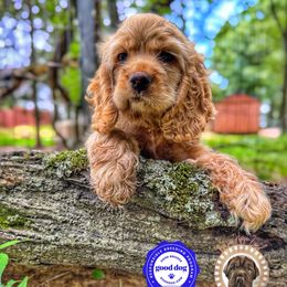 Birdie - Buff female Cocker Spaniel puppy in Hugo, Oklahoma from Mini Hippo Land