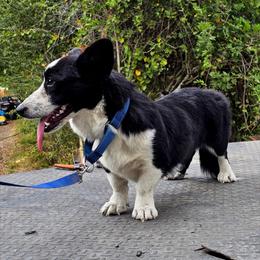 Girl 2 - Black and white female Cardigan Welsh Corgi puppy in Natchitoches. La, Louisiana from Bleu Bayou Corgis