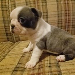 Boston Terrier and French Bulldog Puppies from Willis Family Bostons