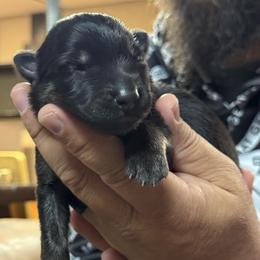 Sierra - Black and tan female German Shepherd puppy in Barnhart, Missouri from Combat Creek German Shepherds