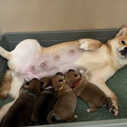 Shiba Inu Puppies from OlyInu