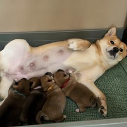 Shiba Inu Puppies from OlyInu