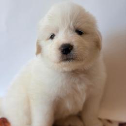 Pom Pom - White female Great Pyrenees puppy in San Marcos, California from Faith Family Freedom Farm