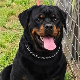 Tequila - Rottweiler