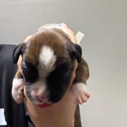 Female (white) - White female Boxer puppy in Jamesville, New York from Reynolds Homestead Boxers
