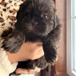 Neva - Brindle female Shih Tzu puppy in Abilene, Texas from L&L Euro Boxers and Small Town Shih Tzus