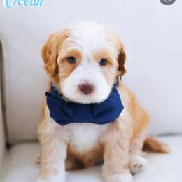 Ocean - Caramel red male Australian Labradoodle puppy in Diamond Bar, California from Furrytaildoodles