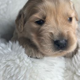 Golden Retriever Puppies from Chevaline Goldens