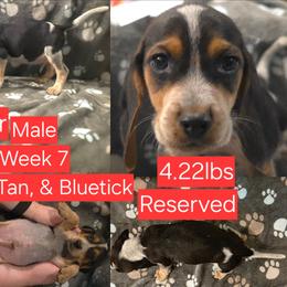 Buster Red Male - Black tan and bluetick male Beagle puppy in Bemidji, Minnesota from Nse Farms Beagles