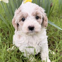 Cavapoos and Goldendoodles from O’Hara  Doodles