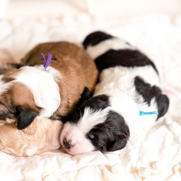 Bernedoodle Puppies from Sugarcreek Haven Bernedoodles