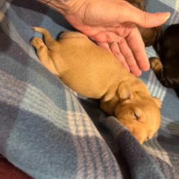 Bradey - Red male Dachshund puppy in Edinburg, Virginia from Hunter Lane Dachshunds