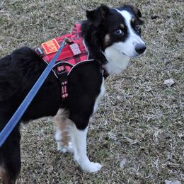 Australian Shepherd All Grown Up from Josh Courville