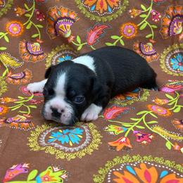 Valor - Black and white male Boston Terrier puppy in Fillmore, Illinois from Wind Hill Puppies