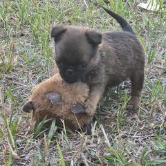 Brussels Griffon Puppies from Mad Monkey