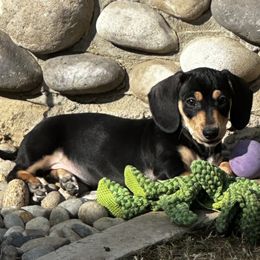Dachshund Puppies from Empire's Dachshunds
