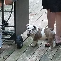 Bulldog Puppies from Cuddabulz
