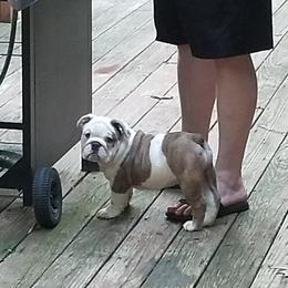Bulldog Puppies from Cuddabulz