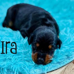 Ira - Black and rust female Doberman Pinscher puppy in Lebanon, Ohio from Lady Mae Bassets & Doberman