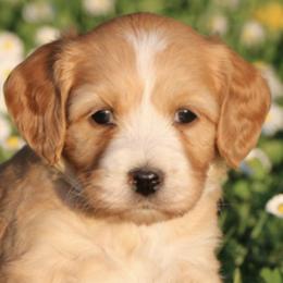 Australian Labradoodles from Signature Labradoodles
