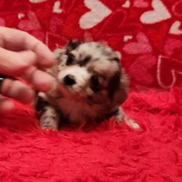 Ivy - Merle female Chihuahua puppy in Chesapeake, Virginia from Elsbeth's Chihuahuas