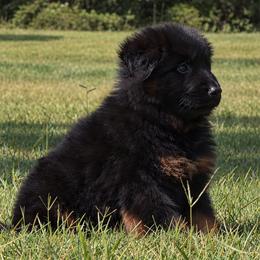 Green Collar - Male - Black and red male German Shepherd puppy in Charlotte, North Carolina from Zuflucht K9s
