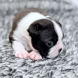 Boston Terrier puppies from Bluewater Bostons