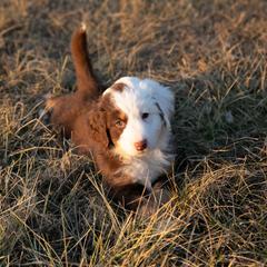 Australian Mountain Doodle Puppies from Brick House Farm Doodles