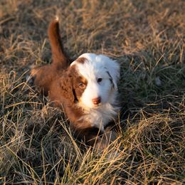 Australian Mountain Doodle Puppies from Brick House Farm Doodles