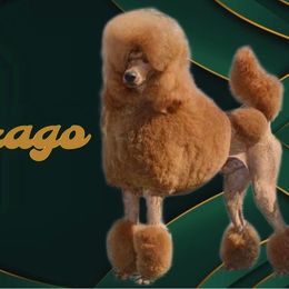 Drago - Poodle