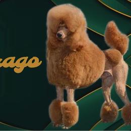 Drago - Poodle