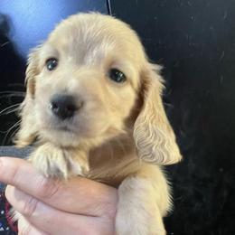 Crackle - Cream male Dachshund puppy in Bigfork, Minnesota from Dachshunds Up North