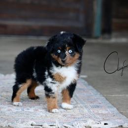 Moon - Blue merle male Toy Australian Shepherd puppy in Prague, Oklahoma from Clay Creek Aussies