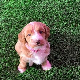Australian Labradoodle Puppies from Serenity Springs Labradoodles