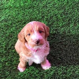 Australian Labradoodle Puppies from Serenity Springs Labradoodles