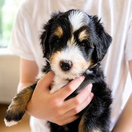Jamiroquai - Tri-color male Bernedoodle puppy in Little Rock, Arkansas from Darlin’s Doodles