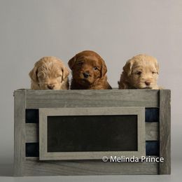 Australian Labradoodle Puppies from Coastal Labradoodles