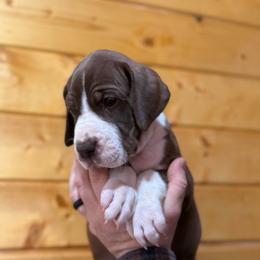 Chocolate Mantle - Chocolate and white male Great Dane puppy in Greenville, South Carolina from Allen’s Ridge Ranch