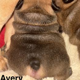 Bunkhouse Litter-Avery - Fawn female French Bulldog puppy in Kalispell, Montana from Grace & Grit Frenchies