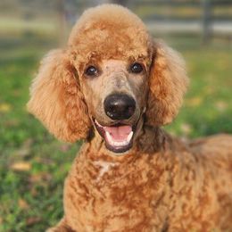Aaron Blue - Poodle puppy from Brosie Nine Standard Poodles